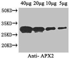 Invitrogen APX2 Polyclonal Antibody 100 &mu;g; Unconjugated:Antibodies,