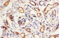 Invitrogen Kininogen Light Chain Polyclonal Antibody 100 &mu;g; Unconjugated:Antibodies,