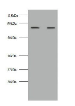 Invitrogen Kininogen Light Chain Polyclonal Antibody 100 &mu;g; Unconjugated:Antibodies,