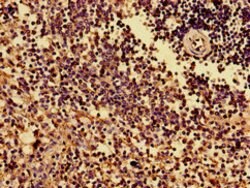 Invitrogen HLA-B Polyclonal Antibody 100 &mu;g; Unconjugated:Antibodies,