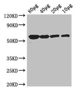 Invitrogen Glycerol kinase Polyclonal Antibody 100 &mu;g; Unconjugated:Antibodies,