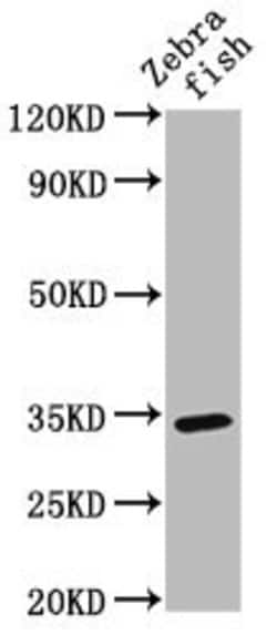 Invitrogen SDR Polyclonal Antibody 100 &mu;L; Unconjugated:Antibodies,