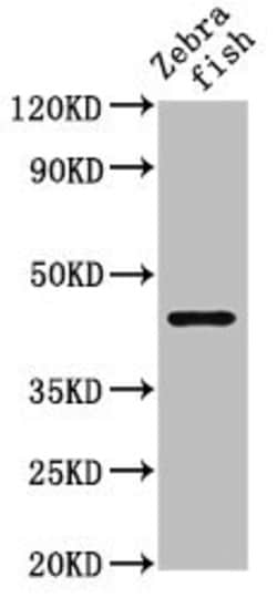 Invitrogen NDR1 Polyclonal Antibody 100 &mu;L; Unconjugated:Antibodies,