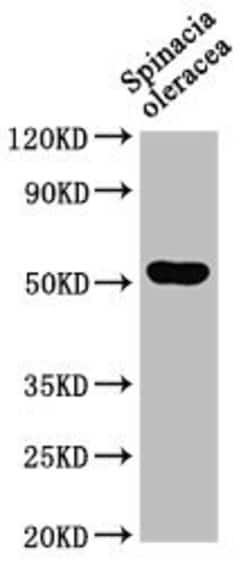 Invitrogen UNC84A Polyclonal Antibody 100 &mu;L; Unconjugated:Antibodies,