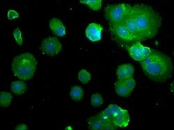 PDE1B Polyclonal Antibody, Invitrogen 100 &mu;L; Unconjugated:Antibodies,