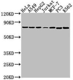 Invitrogen HSPA1B Polyclonal Antibody 100 &mu;L | Buy Online | Invitrogen&trade; | Fisher Scientific