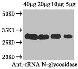 Invitrogen Ribosome-inactivating protein Polyclonal Antibody 100 &mu;g;