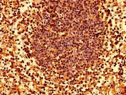 Invitrogen HLA-ABC Polyclonal Antibody 100 &mu;g; Unconjugated:Antibodies,