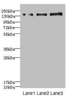Invitrogen NRXN1 Polyclonal Antibody 100 &mu;L; Unconjugated:Antibodies,