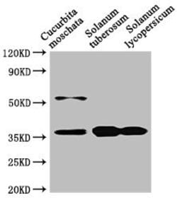 Invitrogen CHN48 Polyclonal Antibody 100 &mu;L; Unconjugated:Antibodies,
