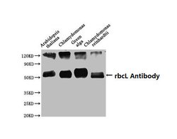 Invitrogen RBCL Polyclonal Antibody 100 &mu;L; Unconjugated:Antibodies,