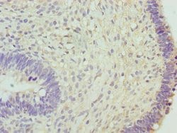 HCE Polyclonal Antibody:Antibodies, Polyclonal