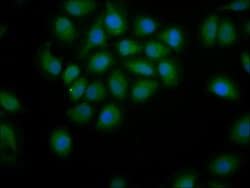 Invitrogen PDE9A Polyclonal Antibody 100 &mu;g; Unconjugated:Antibodies,