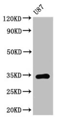 Invitrogen TEF Polyclonal Antibody 100 &mu;g; Unconjugated:Antibodies,