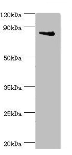 ILF3 Polyclonal Antibody, Invitrogen 100 &mu;L; Unconjugated:Antibodies,