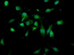 Invitrogen USP4 Polyclonal Antibody 100 &mu;g; Unconjugated:Antibodies,