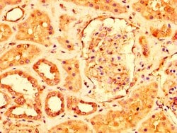 Invitrogen USP4 Polyclonal Antibody 100 &mu;g; Unconjugated:Antibodies,