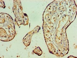 Invitrogen NAB2 Polyclonal Antibody 100 &mu;L; Unconjugated:Antibodies,