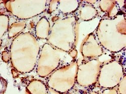 Invitrogen NAB2 Polyclonal Antibody 100 &mu;L; Unconjugated:Antibodies,
