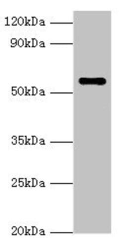 Invitrogen NAB2 Polyclonal Antibody 100 &mu;L; Unconjugated:Antibodies,