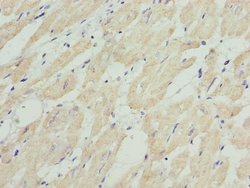 Invitrogen HADH Polyclonal Antibody 100 &mu;L; Unconjugated:Antibodies