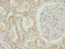 Invitrogen HADH Polyclonal Antibody 100 &mu;L; Unconjugated:Antibodies