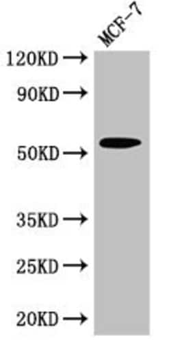 Invitrogen CYP51A1 Polyclonal Antibody 100 &mu;g; Unconjugated:Antibodies,