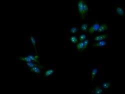 Invitrogen DMC1 Polyclonal Antibody 100 &mu;g; Unconjugated:Antibodies,