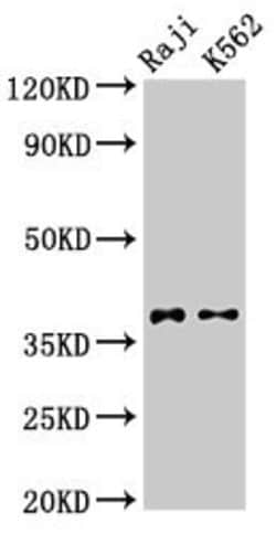 Invitrogen DMC1 Polyclonal Antibody 100 &mu;g; Unconjugated:Antibodies,