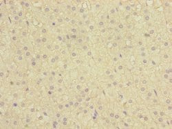 Invitrogen C12orf30 Polyclonal Antibody 100 &mu;L; Unconjugated:Antibodies,