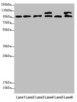 Invitrogen C12orf30 Polyclonal Antibody 100 &mu;L; Unconjugated:Antibodies,