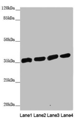 Invitrogen CARP Polyclonal Antibody 100 &mu;L; Unconjugated:Antibodies,