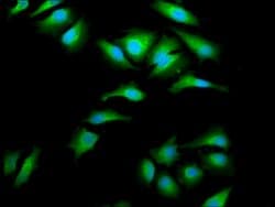 Invitrogen EMAP II Polyclonal Antibody 100 &mu;g; Unconjugated:Antibodies,