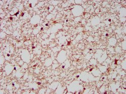 Invitrogen EMAP II Polyclonal Antibody 100 &mu;g; Unconjugated:Antibodies,
