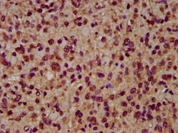 Invitrogen EMAP II Polyclonal Antibody 100 &mu;g; Unconjugated:Antibodies,