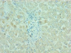 Invitrogen cIAP1 Polyclonal Antibody 100 &mu;L; Unconjugated:Antibodies,