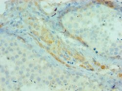 Invitrogen cIAP1 Polyclonal Antibody 100 &mu;L; Unconjugated:Antibodies,
