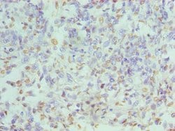 Invitrogen hnRNP D Polyclonal Antibody 100 &mu;L; Unconjugated:Antibodies,