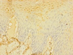 Invitrogen CD226 (DNAM-1) Polyclonal Antibody 100 &mu;L; Unconjugated:Antibodies,