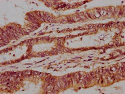 Invitrogen NPRL3 Polyclonal Antibody 100 &mu;g; Unconjugated:Antibodies,