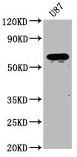 Invitrogen NPRL3 Polyclonal Antibody 100 &mu;g; Unconjugated:Antibodies,