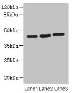 MAPKAPK3 Polyclonal Antibody:Antibodies, Polyclonal