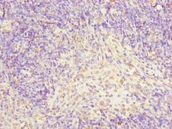 Invitrogen TFCP2 Polyclonal Antibody 100 &mu;L; Unconjugated:Antibodies,