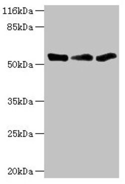 Invitrogen TFCP2 Polyclonal Antibody 100 &mu;L; Unconjugated:Antibodies,