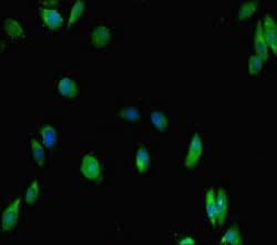 IKAROS Polyclonal Antibody:Antibodies, Polyclonal