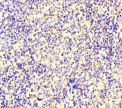 IKAROS Polyclonal Antibody:Antibodies, Polyclonal