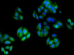 TUBA3C Polyclonal Antibody:Antibodies, Polyclonal