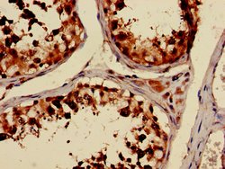 TUBA3C Polyclonal Antibody:Antibodies, Polyclonal