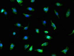 Invitrogen TRADD Polyclonal Antibody 100 &mu;g; Unconjugated:Antibodies,