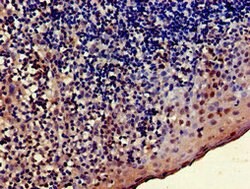 Invitrogen TRADD Polyclonal Antibody 100 &mu;g; Unconjugated:Antibodies,
